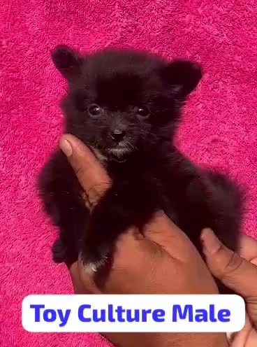 Pomeranian Puppy, farm video