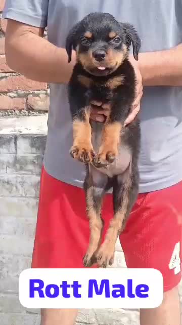 Rottweiler Puppy, farm video