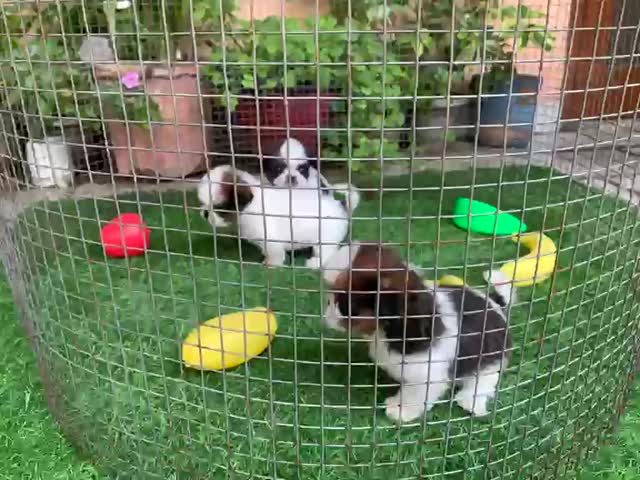 Shih Tzu | Tri Color Puppy, farm video