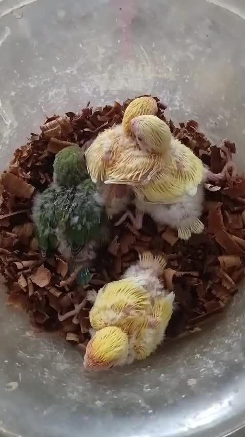 Guinea Pig Babies, farm video
