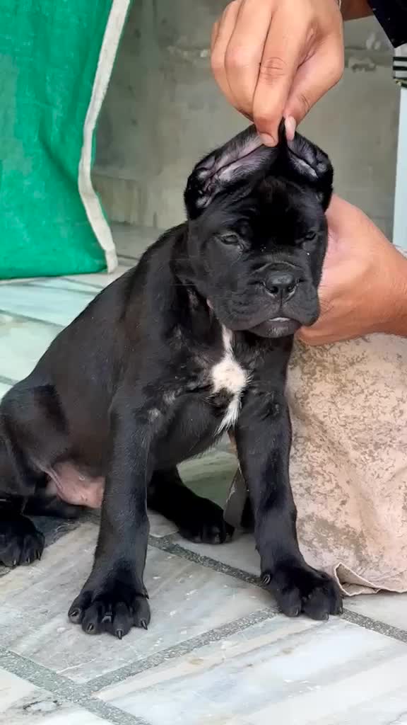 Cane Corso Puppy, farm video