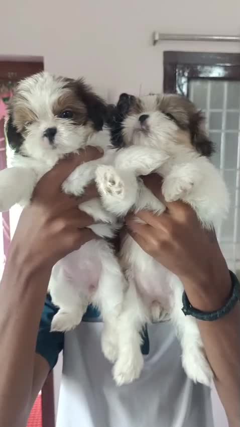 Dachshund Puppy, farm video