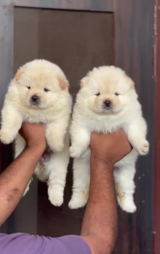 Chow Chow Puppy | Cream Color, farm video