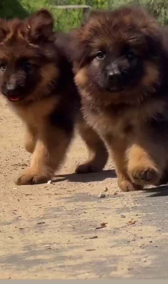 German Shepherd Puppy, farm video