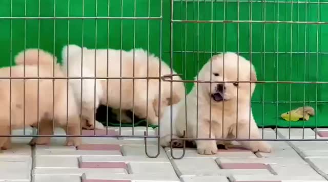 Chow Chow Puppy | Fawn Color, farm video