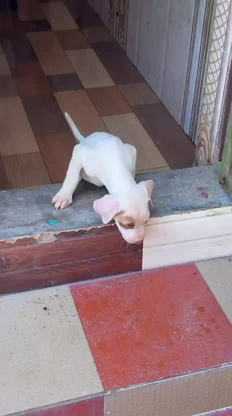 American Bully Standard Size Puppy, farm video