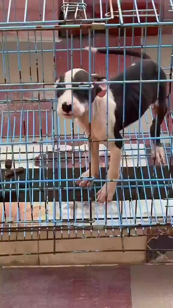 Pitbull Terrier Puppy, farm video
