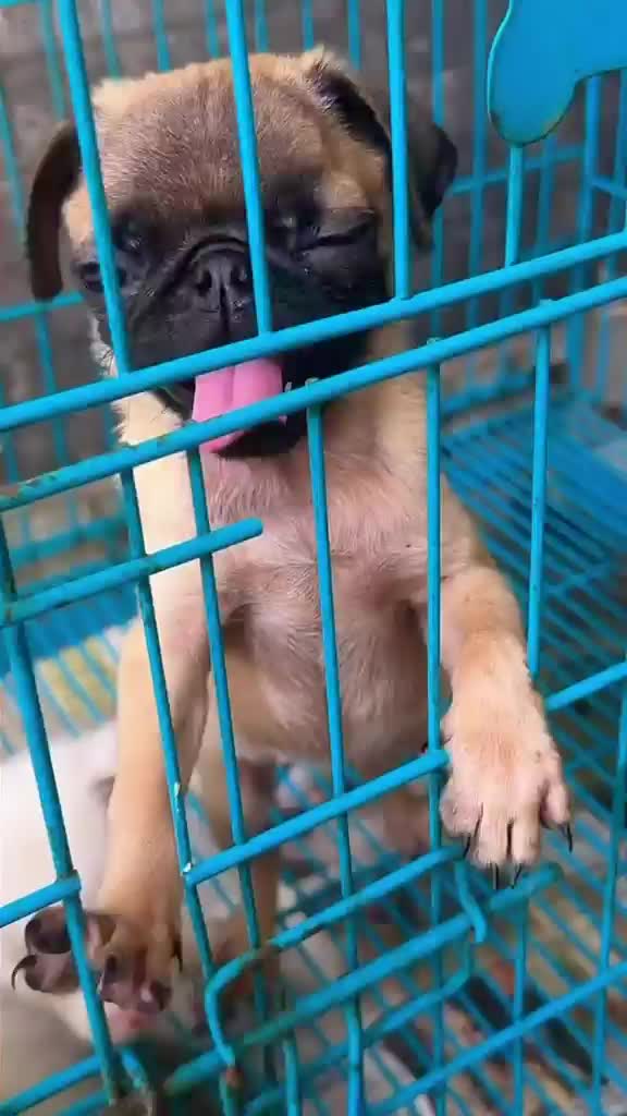 Dachshund Puppy, farm video