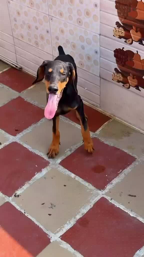 Doberman Pinscher Puppy, farm video