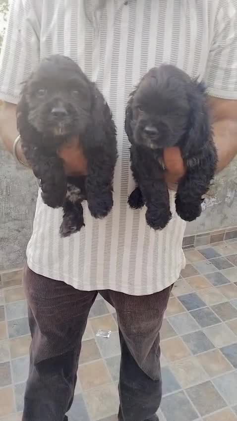 Cocker Spaniel Puppy | Chocolate Brown Color, farm video