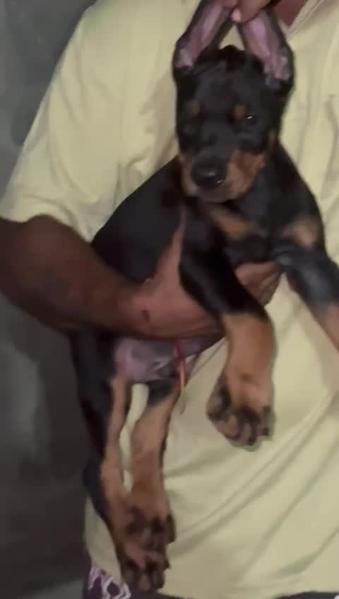 European Doberman Puppy, farm video
