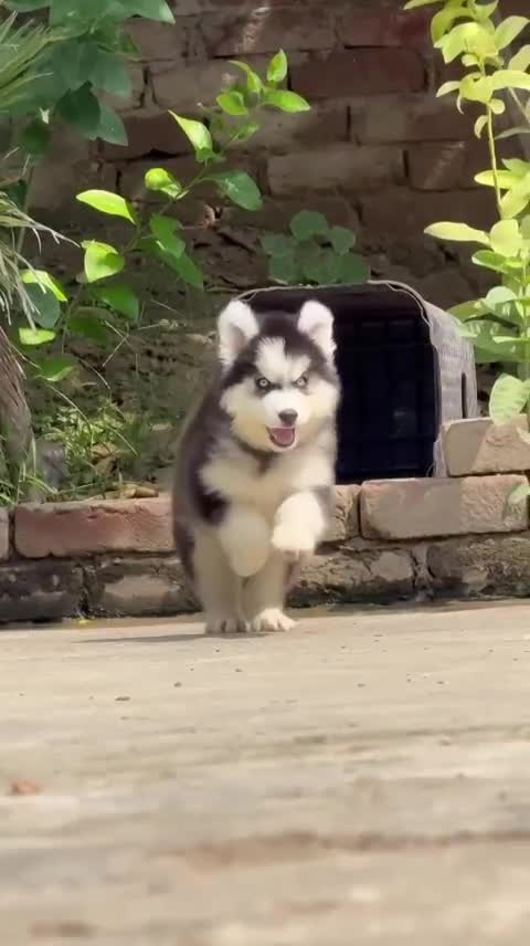 Siberian Husky Puppy | Black & White Color, farm video