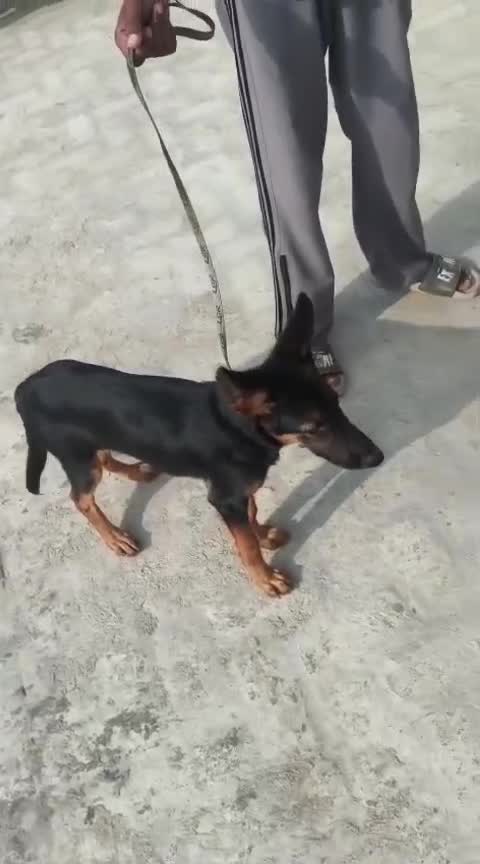 German Shepherd Puppy | Z Black, farm video