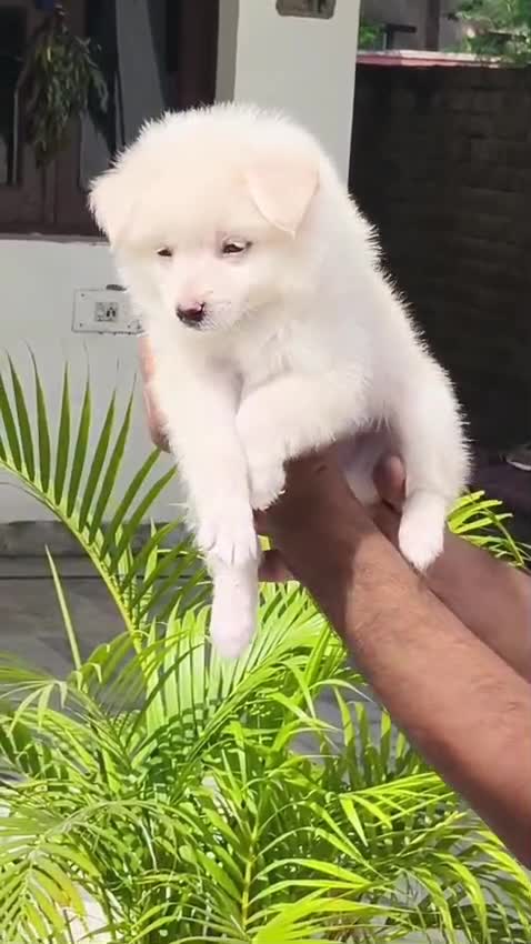 Culture Pom Puppy | White Color, farm video
