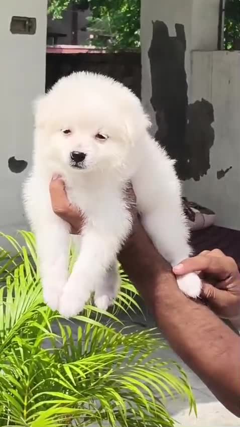 Culture Pom Puppy, farm video