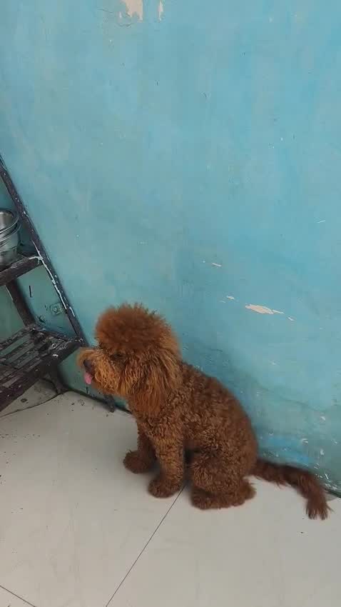 Toy Poodle Puppy, farm video