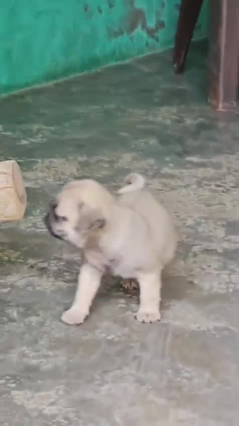 Dachshund Puppy, farm video