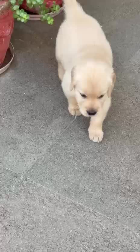 Golden Retriever, farm video