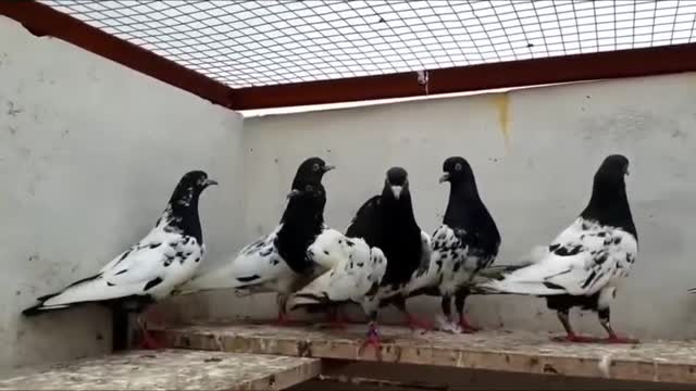 Homer Pigeon, farm video
