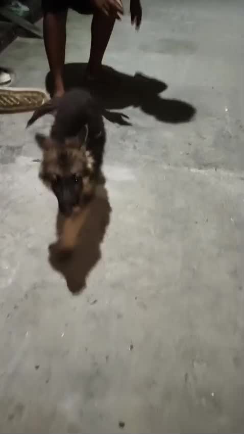 German Shepherd Puppy | Z Black, farm video