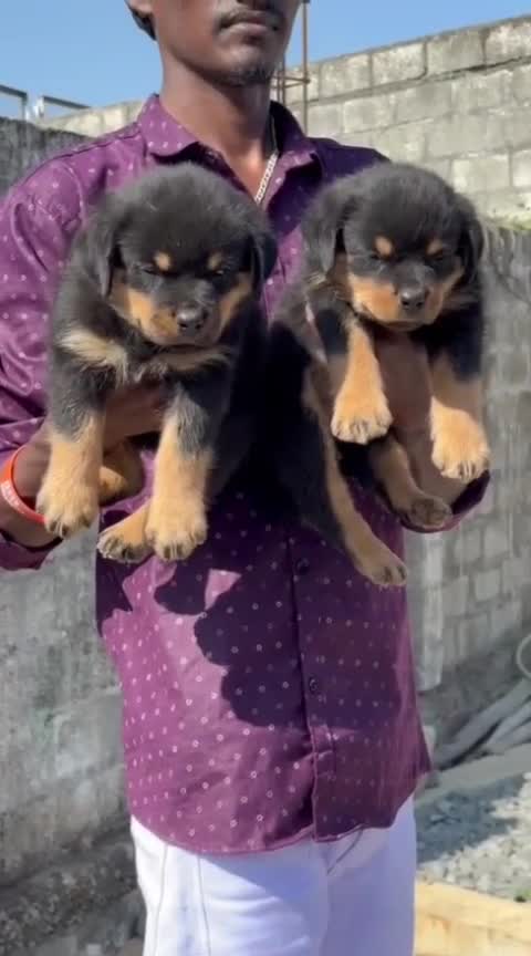 Rottweiler Puppy, farm video