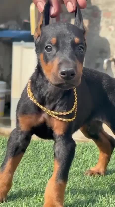 European Doberman Puppy, farm video