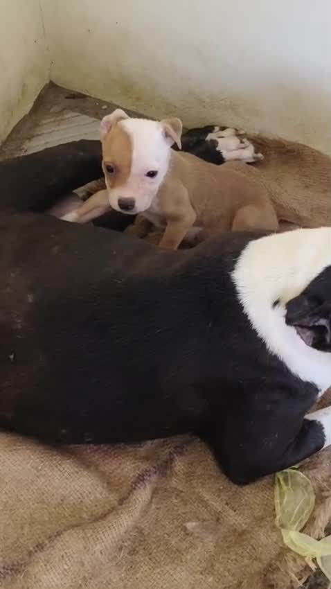 Dachshund Puppy, farm video