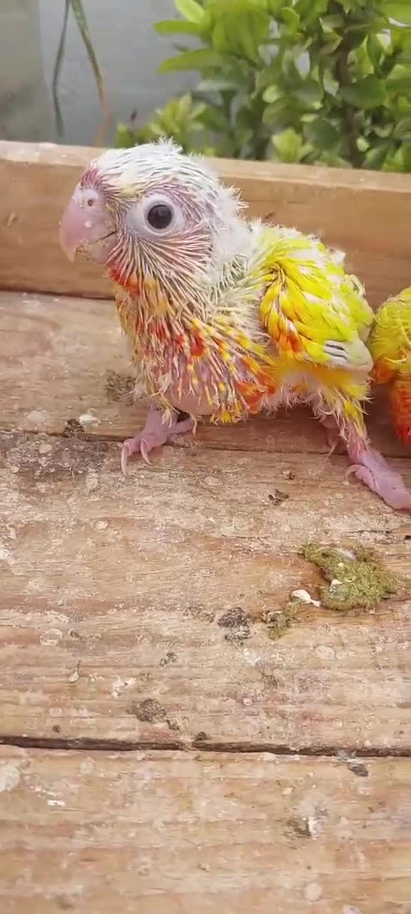 Sun Cheek Conure, farm video