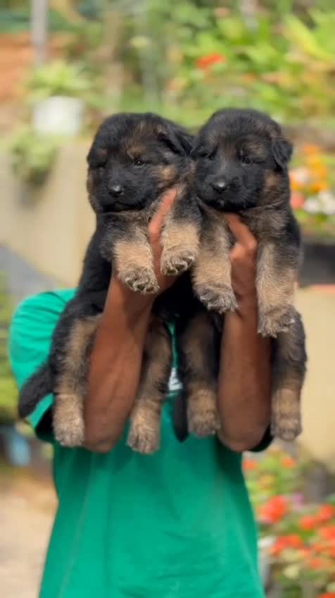 German Shepherd Puppy | Z Black, farm video