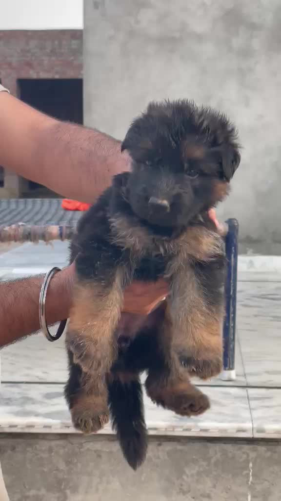 German Shepherd Puppy | Pure White, farm video