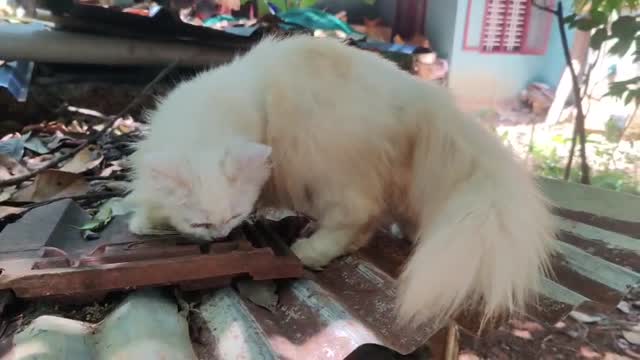 Doll Face Persian Kitten, farm video