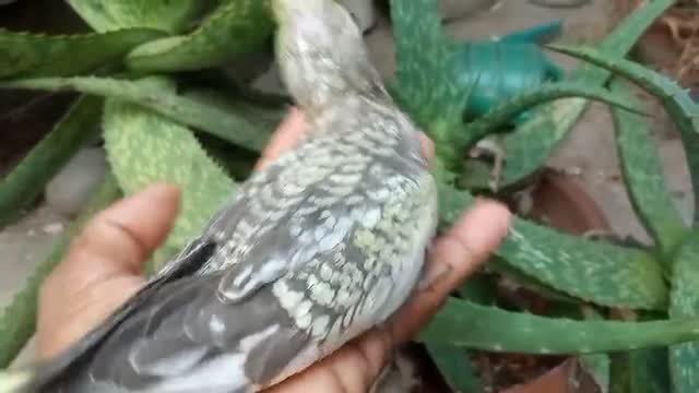 Cockatiel, farm video