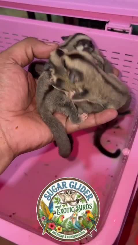 Sugar Glider | Grey, farm video