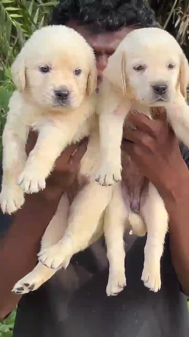 Dachshund Puppy, farm video