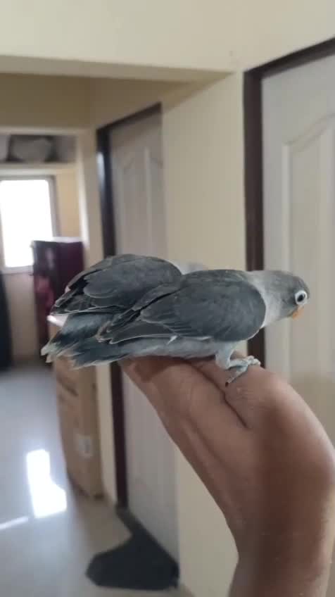 African Love Birds | Cobalt Blue, farm video