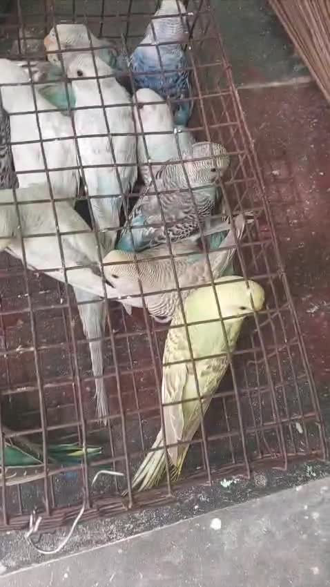 African Love Birds | Yellow & Orange, farm video