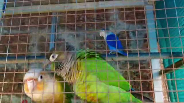 Pineapple Headed Conure, farm video