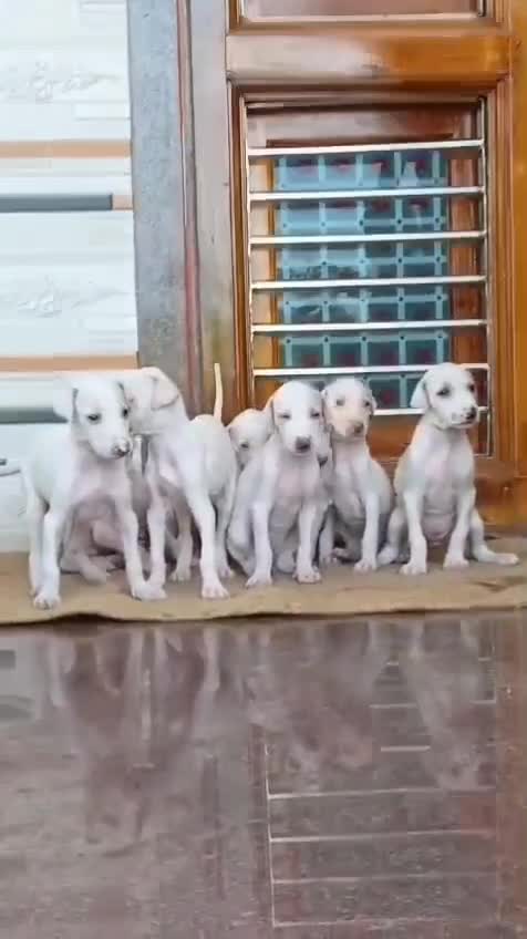 Dachshund Puppy, farm video