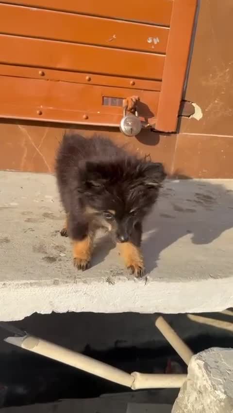 Culture Pom Puppy, farm video