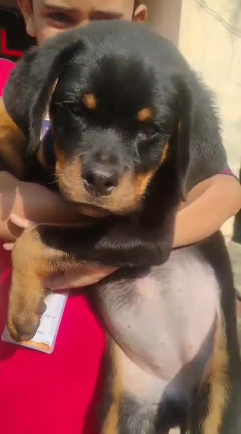 Dachshund Puppy, farm video