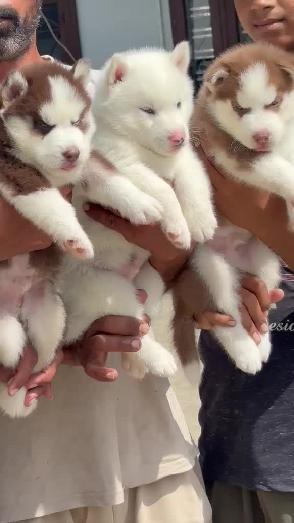 Siberian Husky Puppy | Black & White Color, farm video