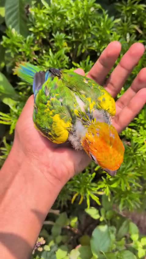 Sun Conure, farm video