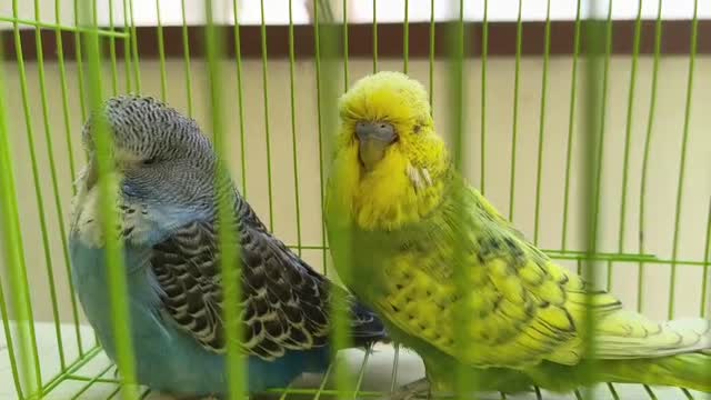 Exhibition Budgies, farm video