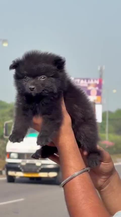 Pomeranian Puppy | Black Color, farm video