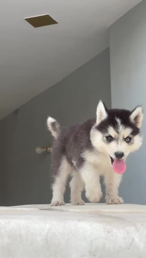 Siberian Husky Puppy | White Color, farm video