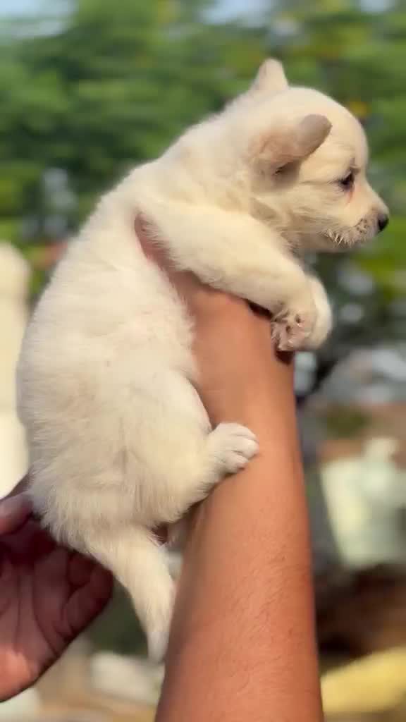 Dachshund Puppy, farm video