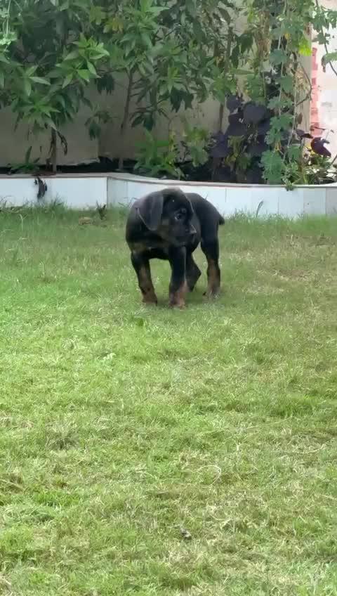 Cane Corso Puppy, farm video