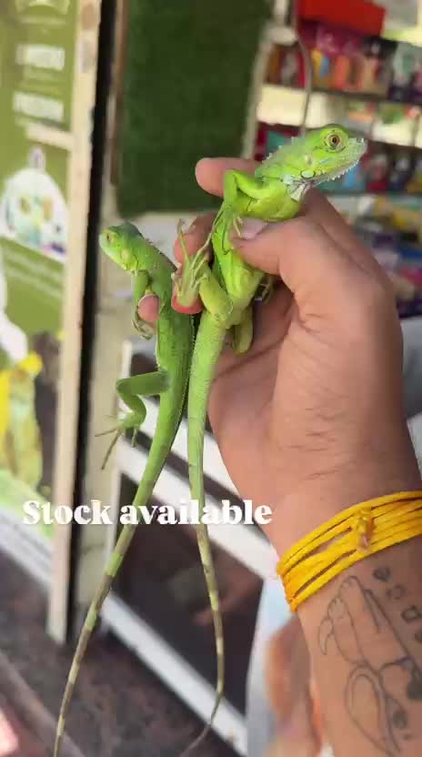 Iguana, farm video