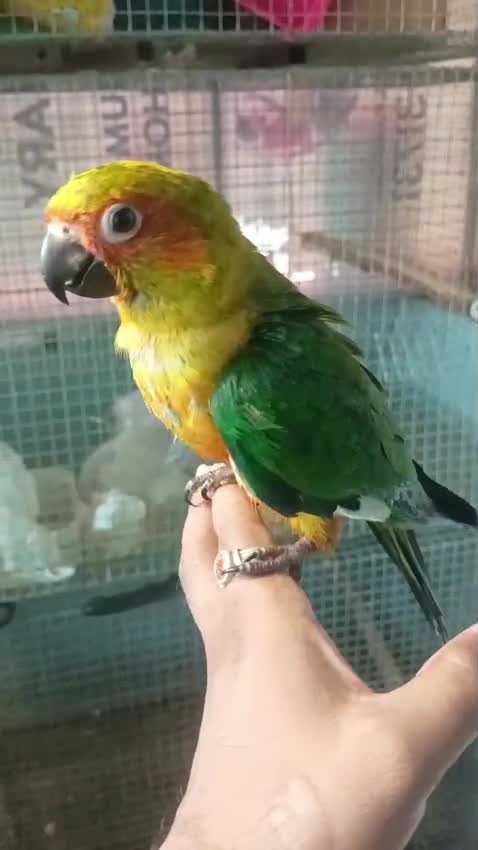 Hyper Red Sun Conure, farm video