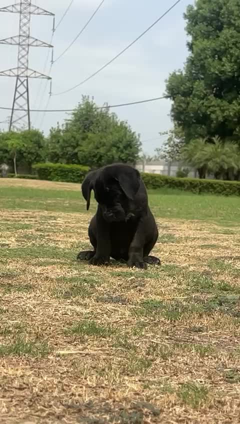 Cane Corso Puppy, farm video